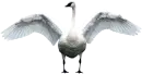swan wings