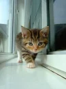 Creeping Kitten