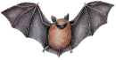 gray bat