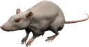 lab rat