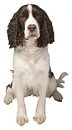 cocker spaniel