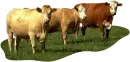 cow field