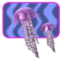 jellyfish swim