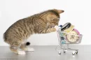 Kitten