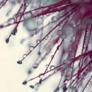 Dew Drops