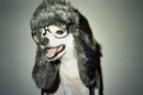 Dorky Dog