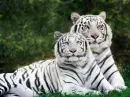 White Tigers