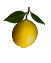 lemon tree