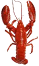 red lobster