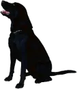 black lab