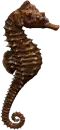 seahorse