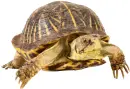 box turtle