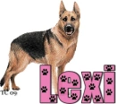 German Shephard Lexi