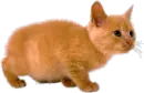 orange kitten