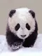 running panda