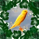 parrots