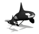 mom and baby whale