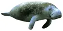 manatee swimming