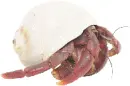 hermit crab