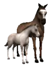 mare and colt