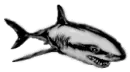 metal shark