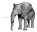 elephant raising trunk