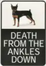 chihuahua ankle biter sign