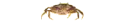 beach crab