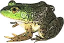 bullfrog