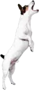 jack russel