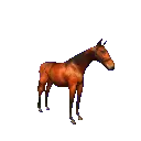 horse rears