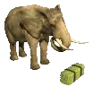elephant hay
