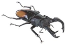 stag beatle