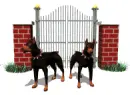 doberman gate