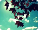 fall