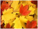 leaves, fall