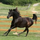 warmblood