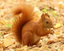 CRITTER