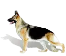german shephard