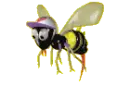 crazy bee