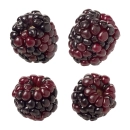 blackberry quartet