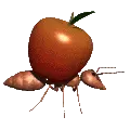 ant apple