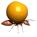 ant orange