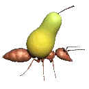ant pear