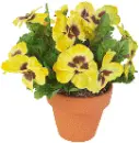 pansy pot