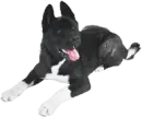 dog breeds