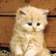 Kitten