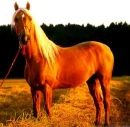 horse