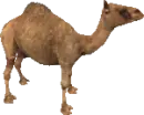 dromedary camel