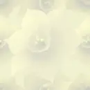 daffodil wall